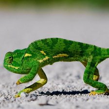 Схема вышивки «хамелеон»