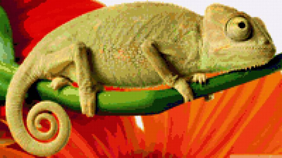 хамелеон - рептилии, животные - предпросмотр