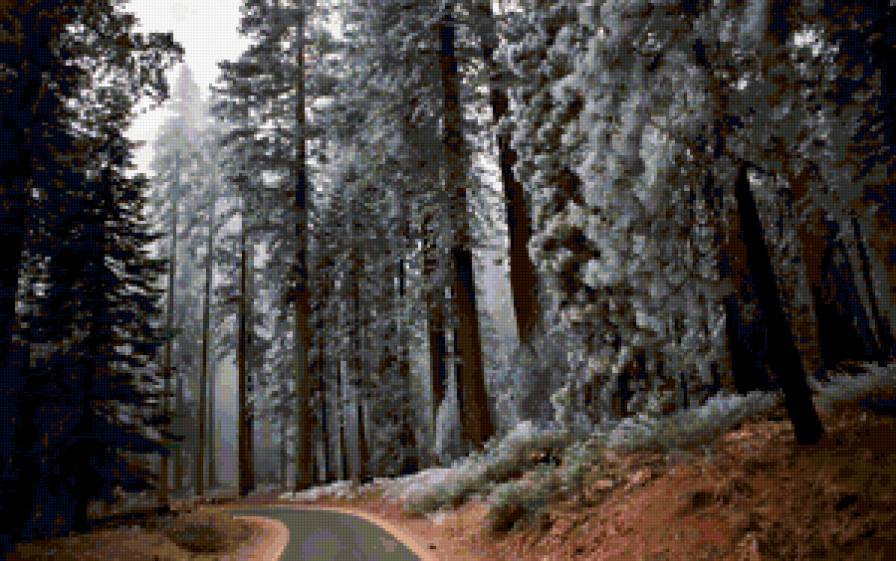 Серия "Сосны" - дорога, зима, сосны - предпросмотр