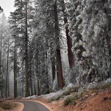 Схема вышивки «Серия "Сосны"»