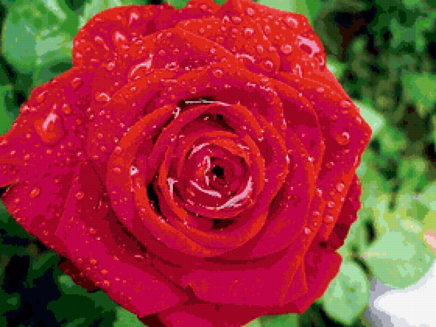 после дождя - цветы, розы, роза, капли, цветок - предпросмотр