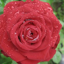 Схема вышивки «после дождя»