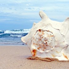 Схема вышивки «Морская раковина»