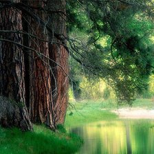 Схема вышивки «Серия "Сосны"»