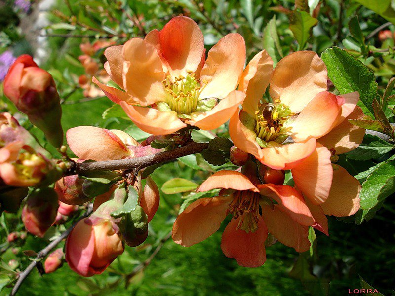 айва цветет - цветы, сады, природа, весна - оригинал