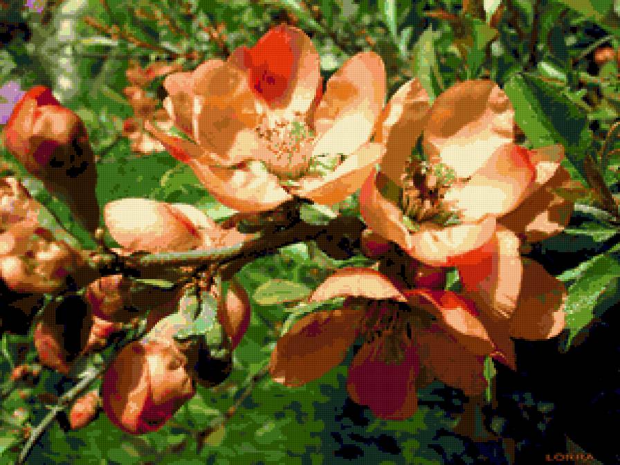 айва цветет - сады, весна, природа, цветы - предпросмотр