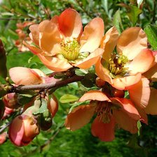 Схема вышивки «айва цветет»