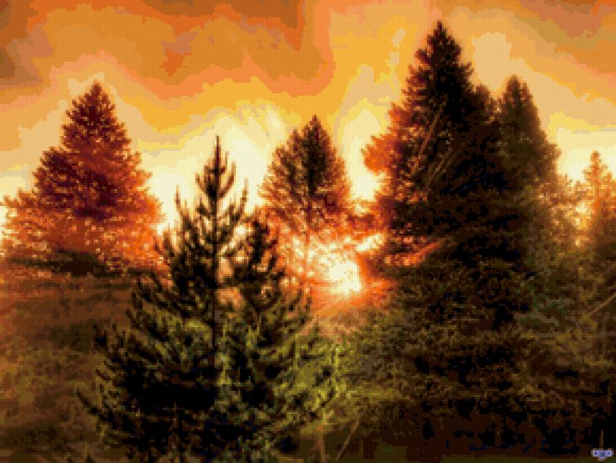 Серия "Сосны" - закат, сосны, лес - предпросмотр