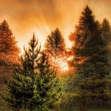 Схема вышивки «Серия "Сосны"»