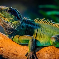 Схема вышивки «игуана»