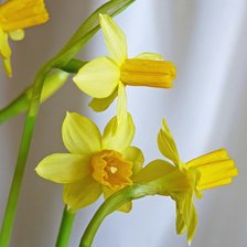 Схема вышивки «нарциссы»