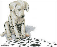 №318328 - собака, пятна, долмантинец, домашнее животное, животное - оригинал