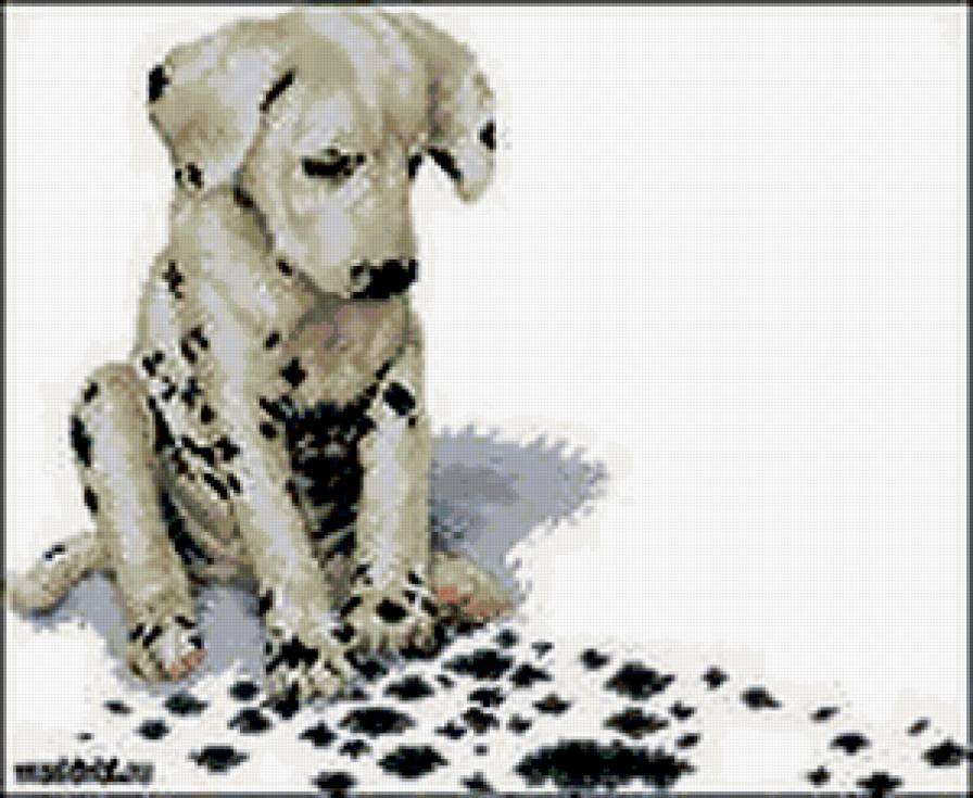 №318328 - домашнее животное, животное, собака, пятна, долмантинец - предпросмотр