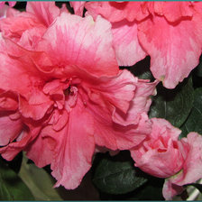 Схема вышивки «№318335»