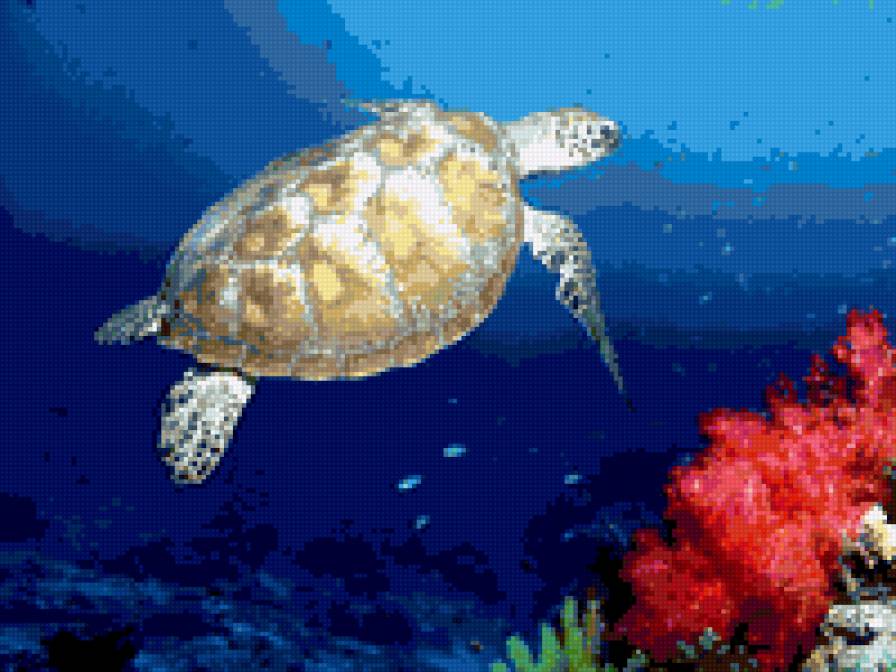 Морская черепаха - море, животные - предпросмотр