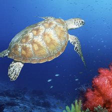 Схема вышивки «Морская черепаха»