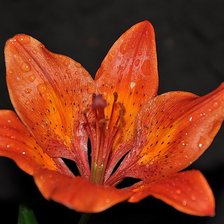 Схема вышивки «лилия»