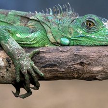 Схема вышивки «игуана»