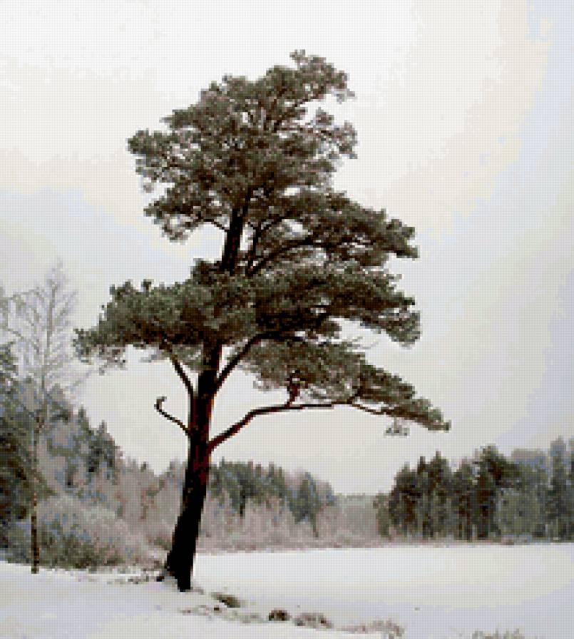 Серия "Сосны" - сосны, пейзаж, снег - предпросмотр