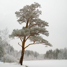 Схема вышивки «Серия "Сосны"»