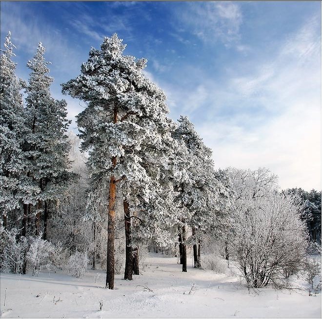 Серия "Сосны" - сосны, лес, природа, зима, снег - оригинал
