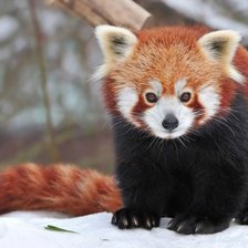 Схема вышивки «красная панда»