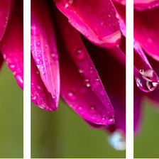 Схема вышивки «Сиреневые Лепестки»