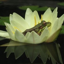 Схема вышивки «лягушка королева»