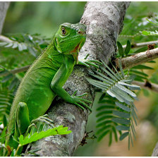 Схема вышивки «игуана»