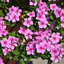 Схема вышивки «№318730»