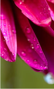 Сиреневые лепестки часть2 - триптих, цветы - оригинал