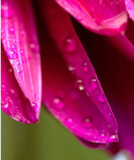 Схема вышивки «Сиреневые лепестки часть2»