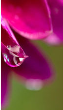 Сиреневые лепестки часть3