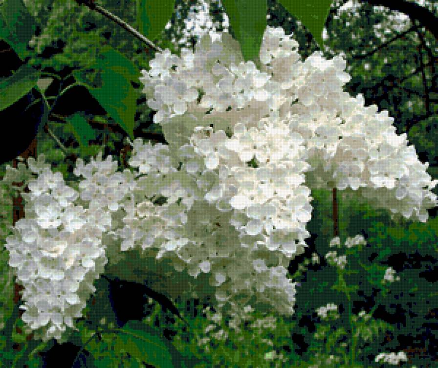 белая сирень - цветы, сирень - предпросмотр
