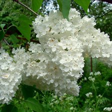 Схема вышивки «белая сирень»