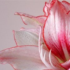 Схема вышивки «лилия»