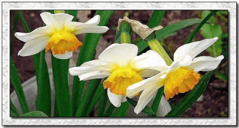 нарциссы - цветы, нарциссы - оригинал