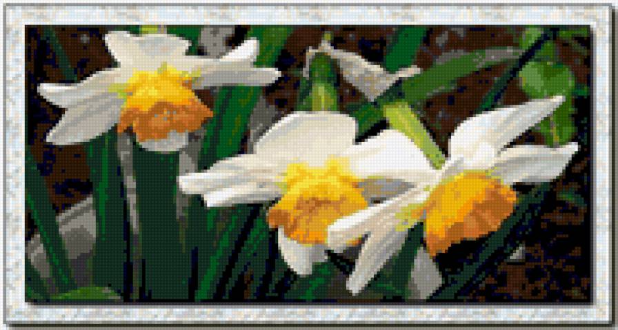 нарциссы - нарциссы, цветы - предпросмотр