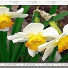 Схема вышивки «нарциссы»
