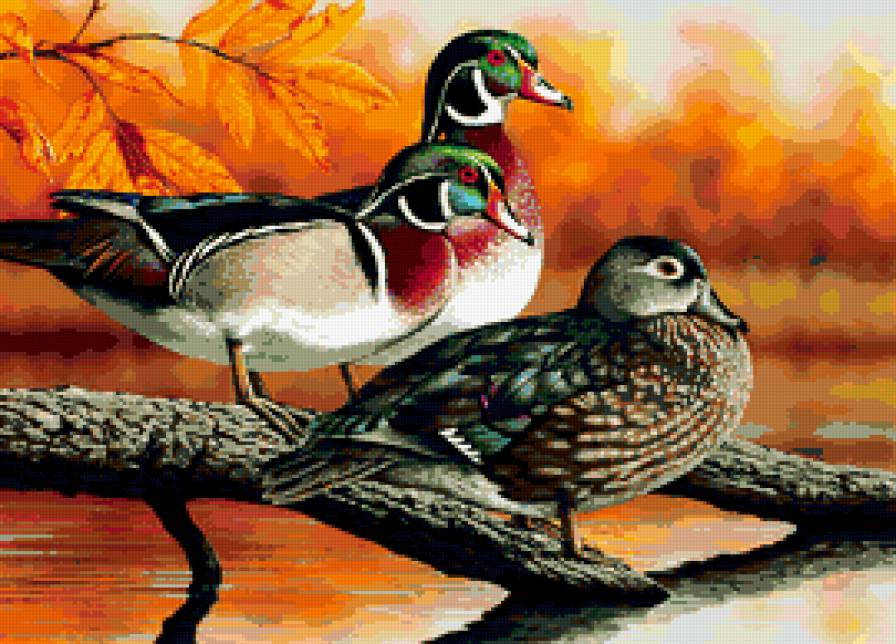 утки - природа, животные, осень - предпросмотр
