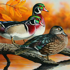 Схема вышивки «утки»