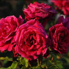 Схема вышивки «розы»