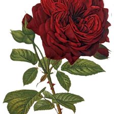 Схема вышивки «№318837»