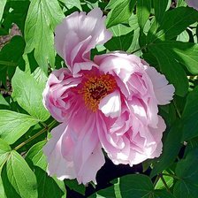 Схема вышивки «пионы»