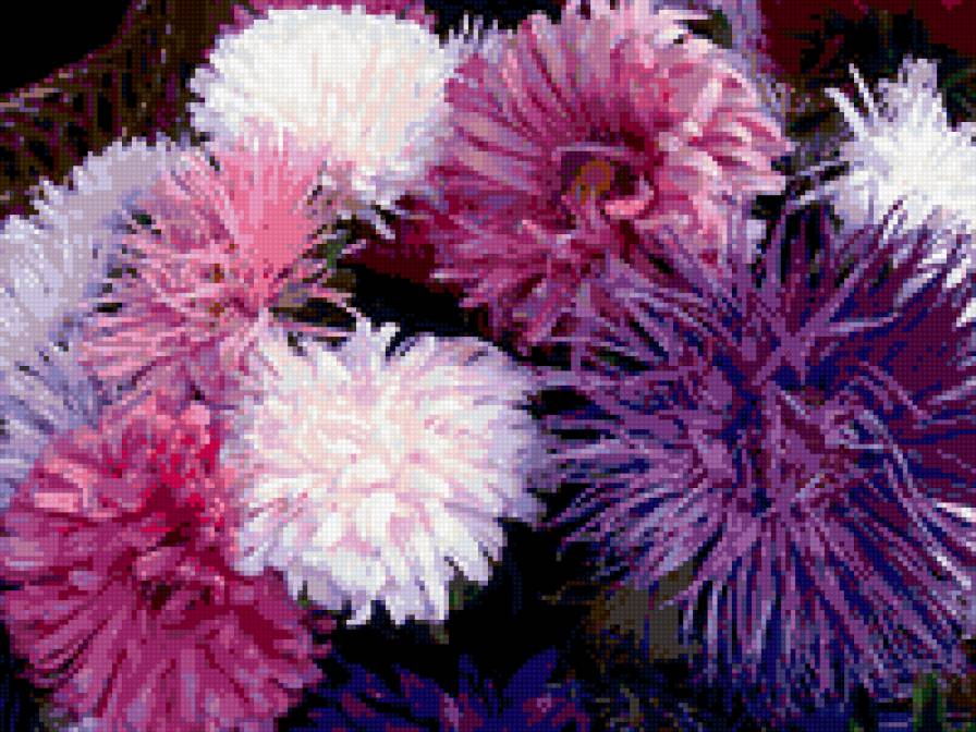 астры - цветы, астры - предпросмотр