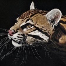 Схема вышивки «леопард»