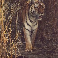 Схема вышивки «тигр»