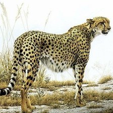 Схема вышивки «леопард»