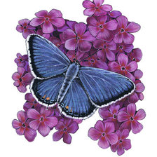 Схема вышивки «№319002»