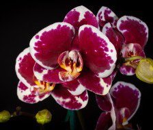 Схема вышивки «орхідея»